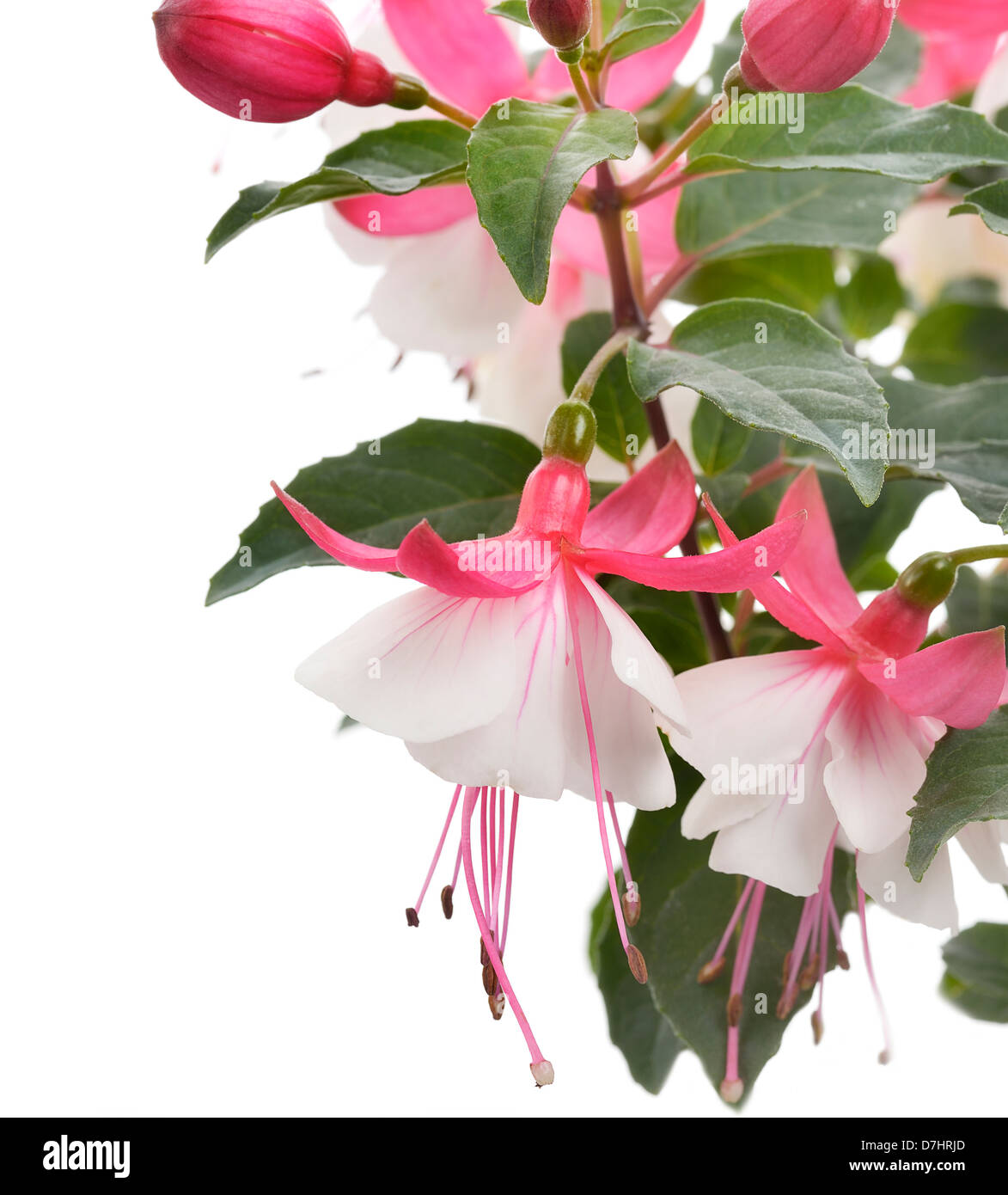 Rosa und weiße Fuchsie Blüten Stockfoto