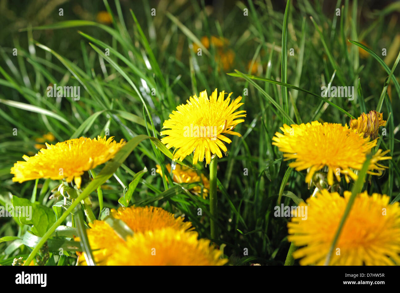 Goldgelb Löwenzahn Blumen oder Unkräuter Wissenschaftlicher Name der Gattung Taraxacum Stockfoto