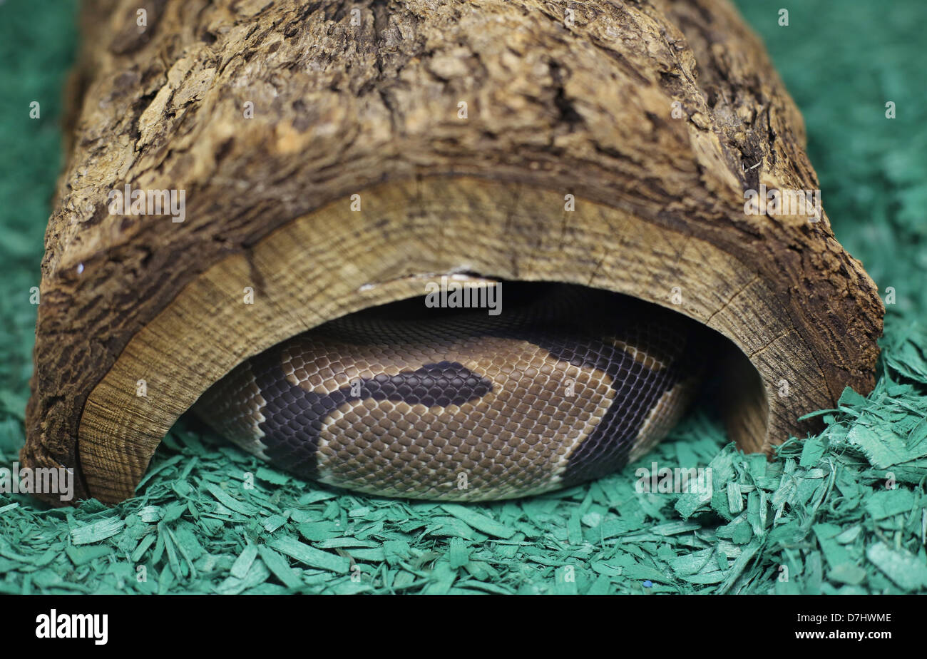 Eine Schlange in einem Protokoll zu verstecken. Stockfoto