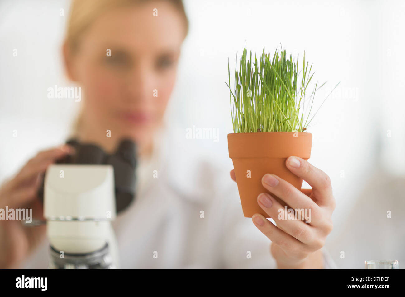 Wissenschaftler untersuchen Weizengras Stockfoto