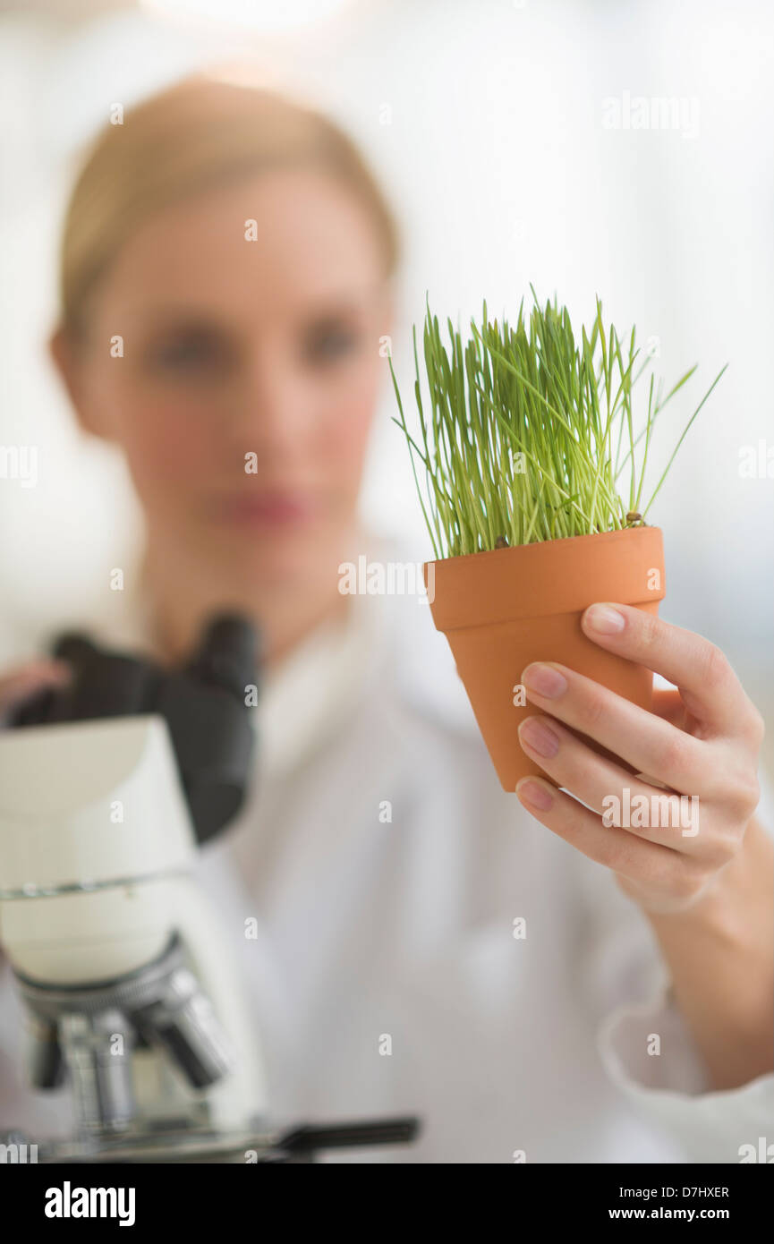 Wissenschaftler untersuchen Weizengras Stockfoto