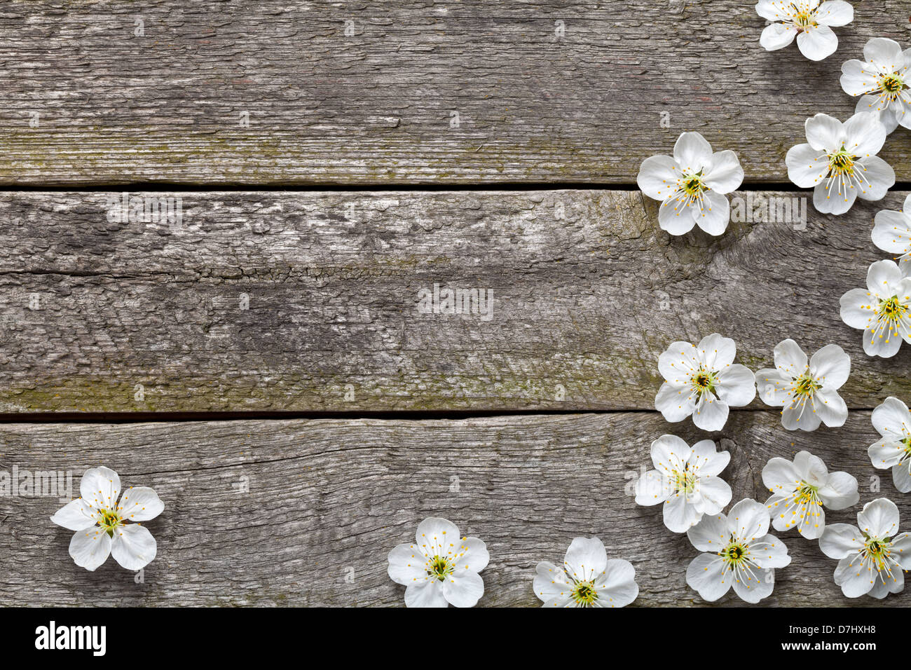 Frühling Hintergrund. Kirschenblüten auf Holz. Ansicht von oben Stockfoto