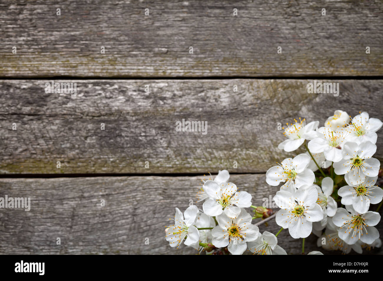 Frühlings-Hintergrund mit Kirschenblüten am Holztisch. Ansicht von oben Stockfoto