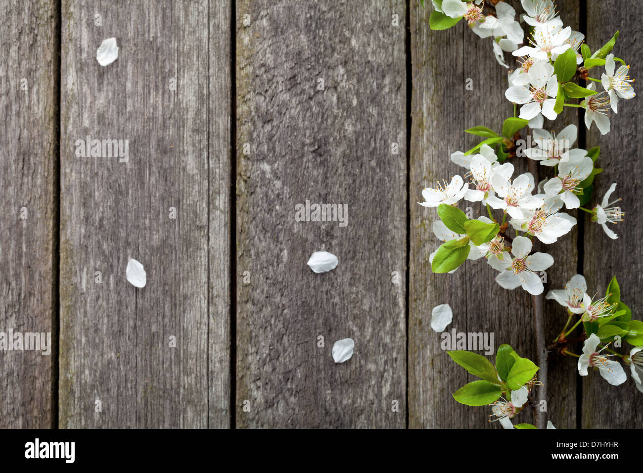 Frühlingsblumen auf Holztisch Hintergrund. Pflaumenblüte. Ansicht von oben Stockfoto