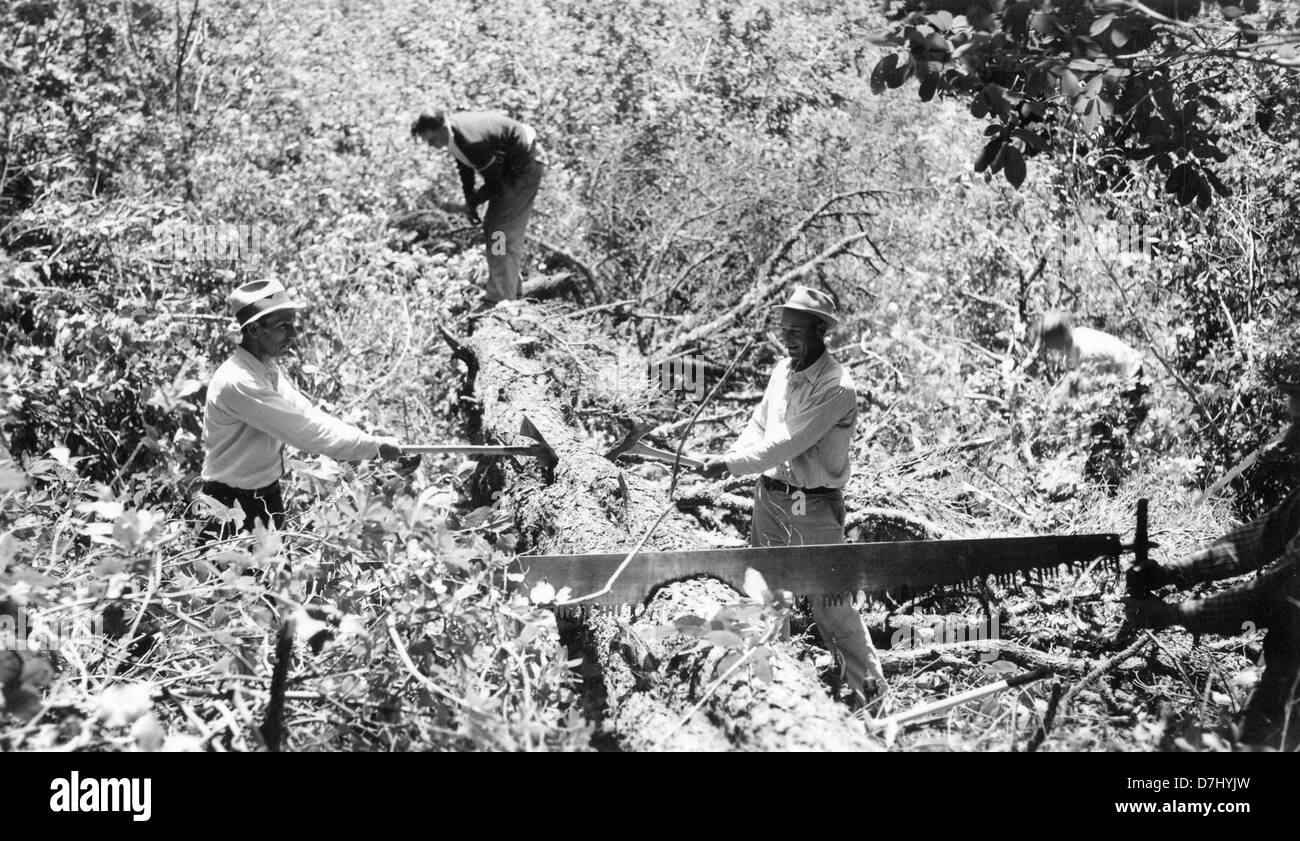Dieses Rosenfoto fängt die zarte Schönheit einer blühenden Blume ein. Sie betont die komplexen Details und die lebendigen Farben und zeigt die natürliche Eleganz der Rose und die Fähigkeit des Fotografen, feine Details der Natur zu erfassen. Stockfoto