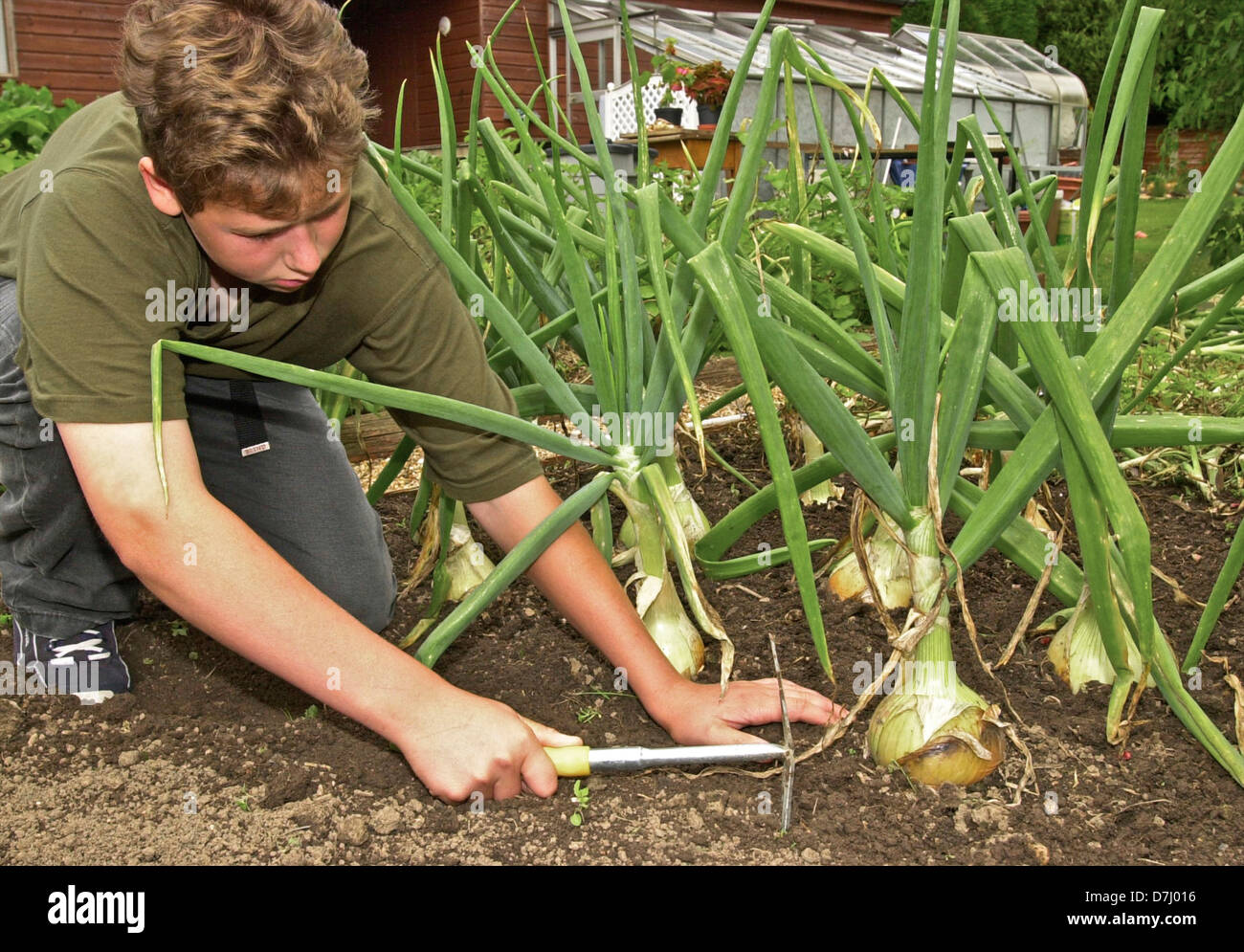 Junge im Garten Jäten Zwiebeln - eine Zwiebel Ernte arbeitet. Stockfoto