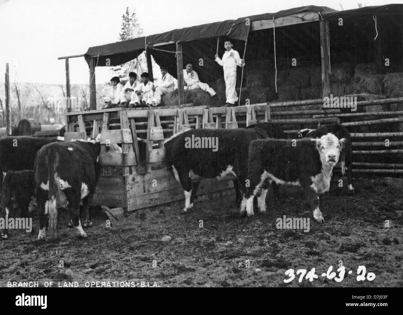 Dieses Bild zeigt eine Gruppe von 4-H-Jungen auf einem Winterfutterplatz in der warm Springs Agency Extension, die ihre Beteiligung am landwirtschaftlichen Leben während der Wintermonate festhalten. Das Foto repräsentiert ländliche amerikanische Traditionen. Stockfoto