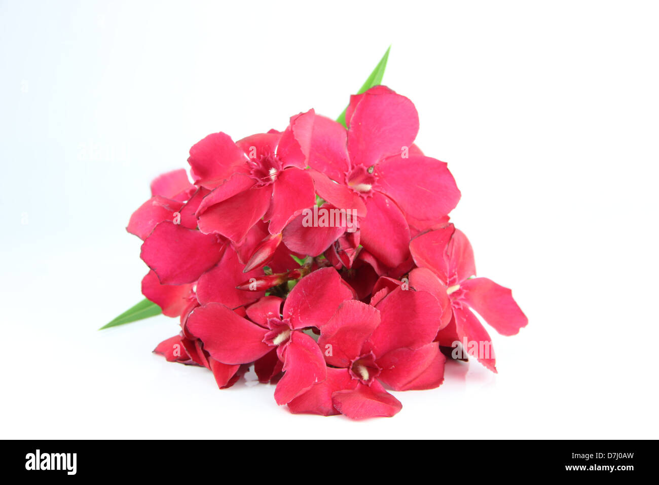 Bouquet von roten Blumen auf weißem Hintergrund. Stockfoto