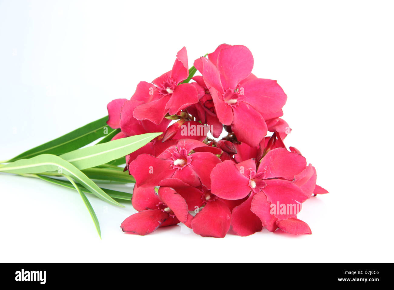 Bouquet von roten Blumen auf weißem Hintergrund. Stockfoto