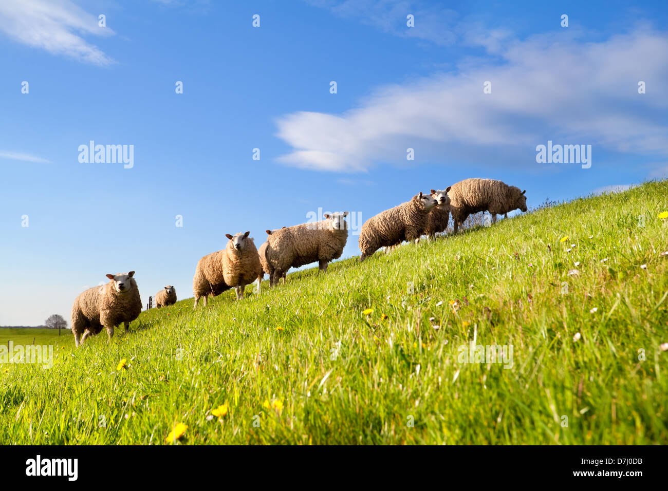 Schafherde auf der grünen sonnigen Weide über blauen Himmel Stockfoto