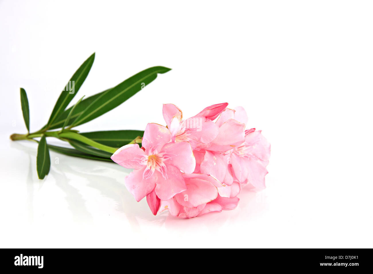 Bouquet von hellrosa Blüten auf weißem Hintergrund. Stockfoto