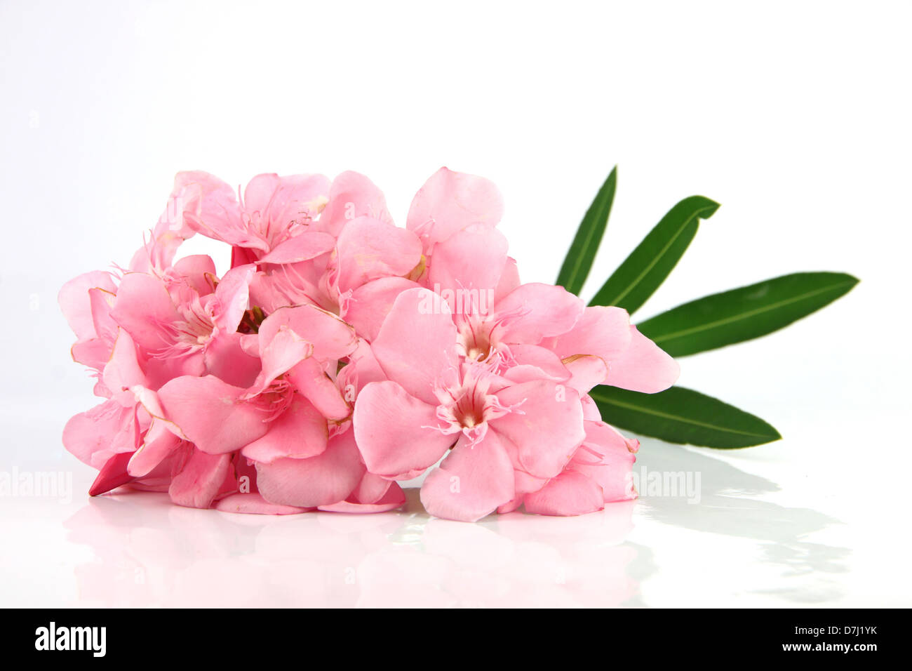 Bouquet von hellrosa Blüten auf weißem Hintergrund. Stockfoto