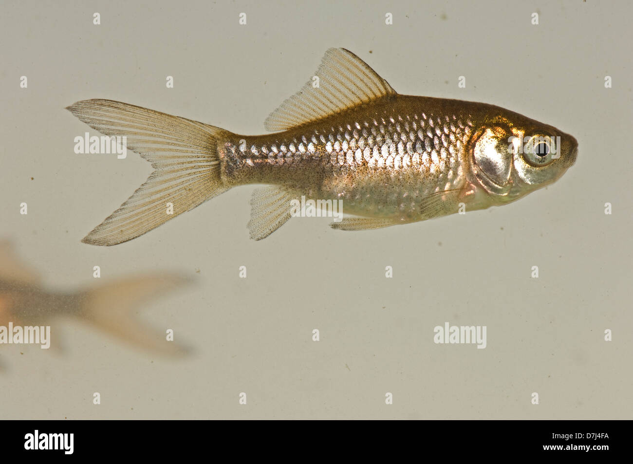 Ein junger Goldfisch, Carassius Auratus Auratus, braun & silber Farbe aber fehlt das Gold oder Orange geschlechtsreifer Fische Stockfoto