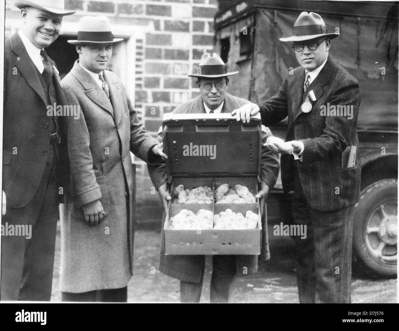 Das Bild zeigt eine Gruppe von Küken, die ein neues Leben und den Beginn eines neuen Zyklus in der Natur symbolisieren. Die Küken sind weich und flauschig, was eine frühzeitige Tierentwicklung in der Geflügelhaltung darstellt. Stockfoto