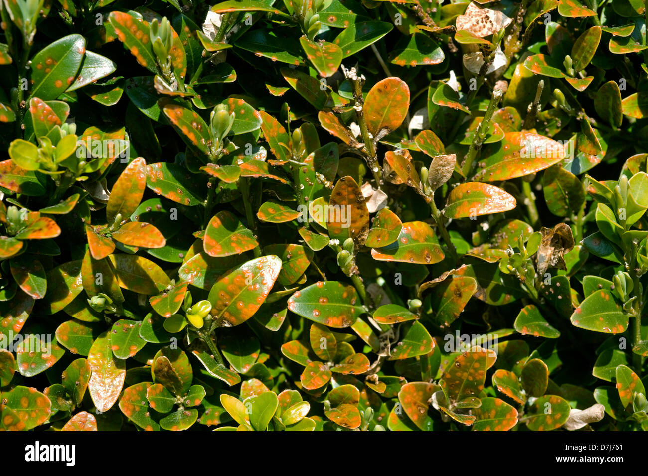 Box, Rost, Puccia Buxi, Pusteln auf der oberen Fläche des erkrankten Parterres hedge-Blätter Stockfoto