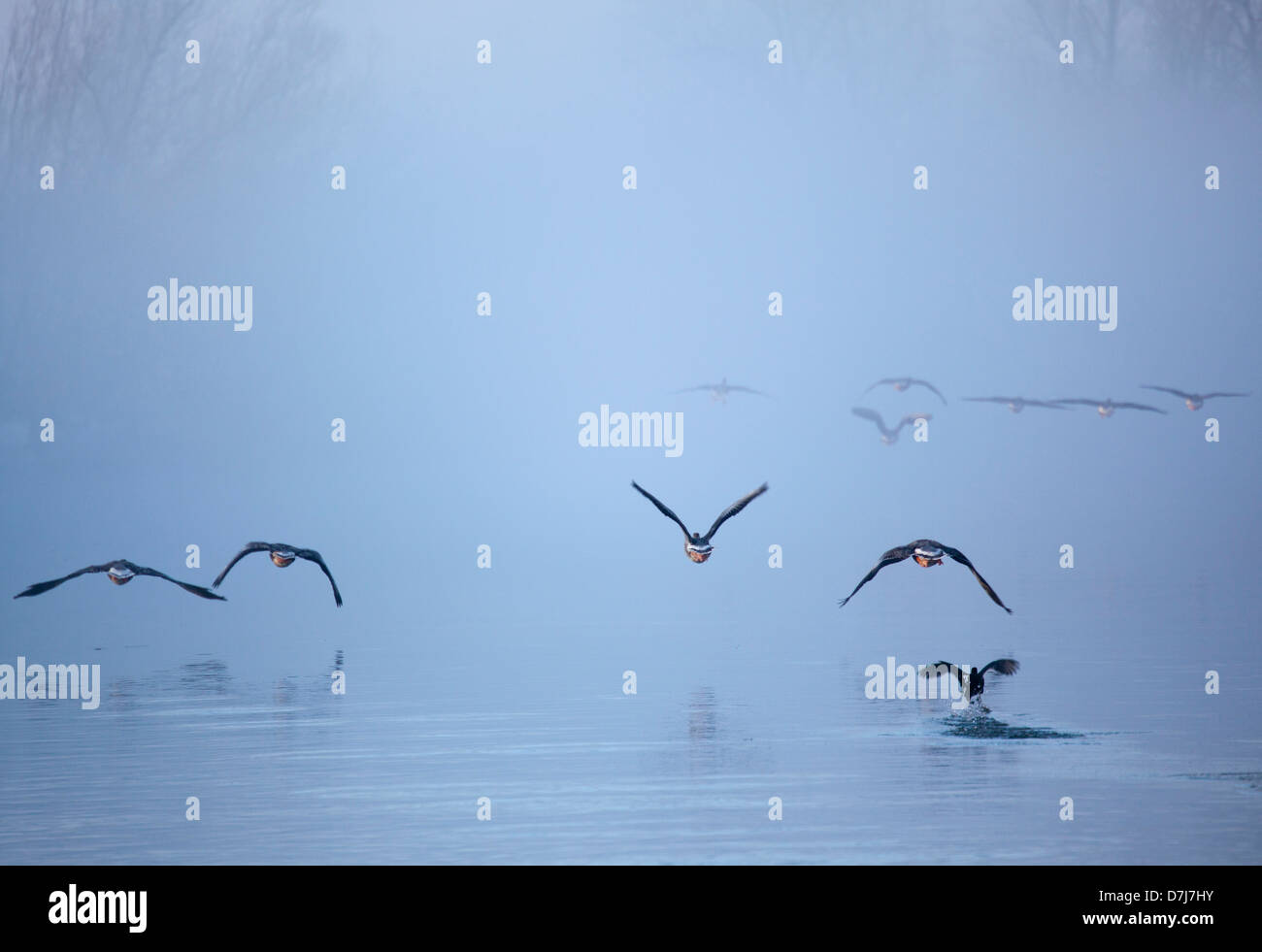 Tierwelt im Naturschutzgebiet "de Biesbosch" in Holland Stockfoto