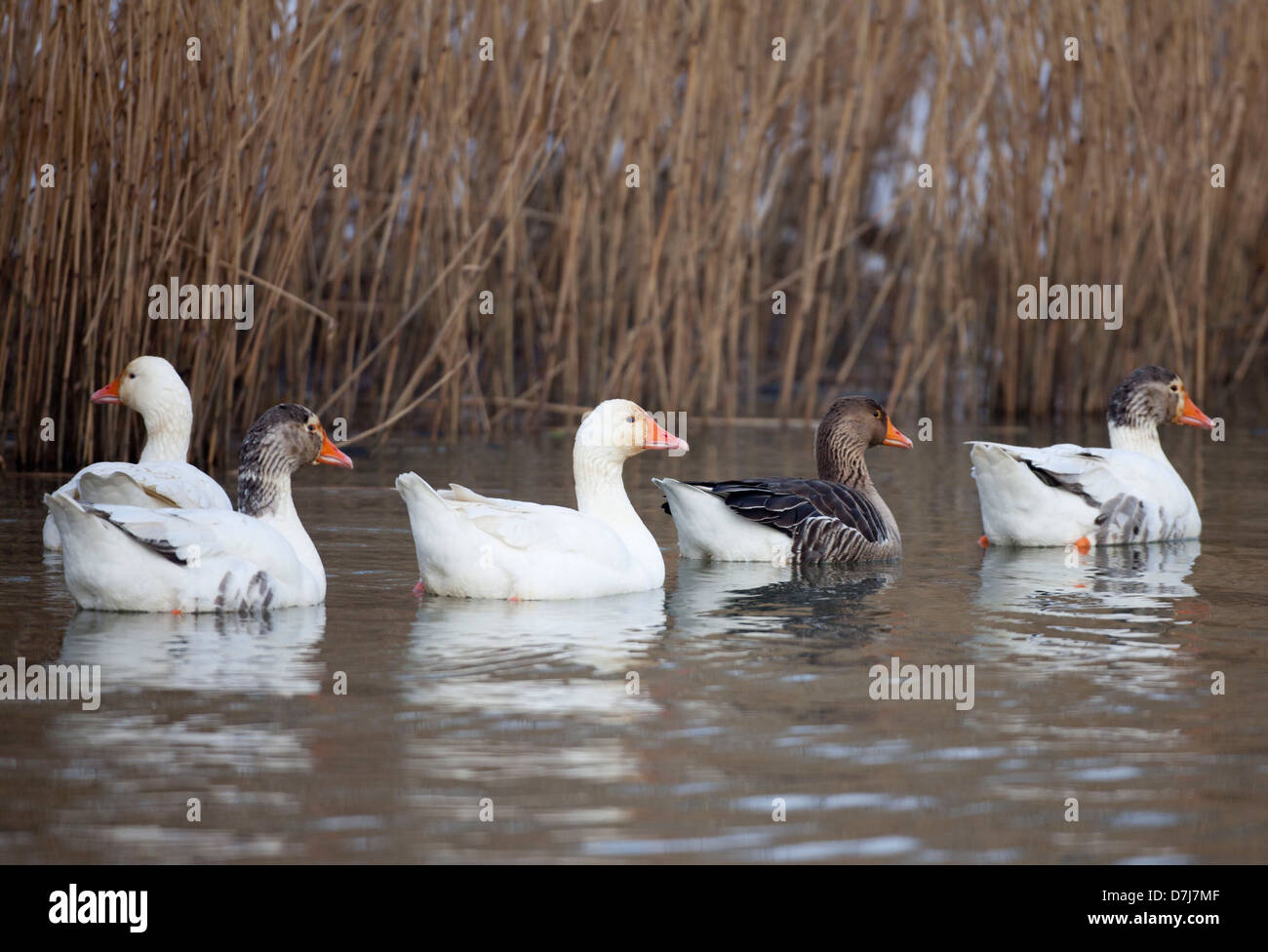 Tierwelt im Naturschutzgebiet "de Biesbosch" in Holland Stockfoto