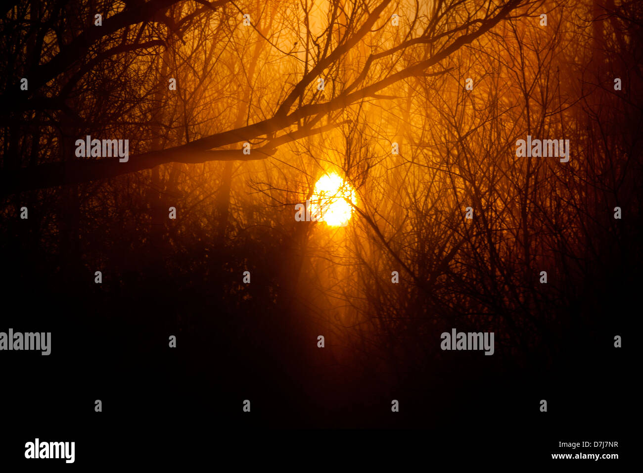 Sonnenaufgang am Naturschutzgebiet "de Biesbosch", holland Stockfoto