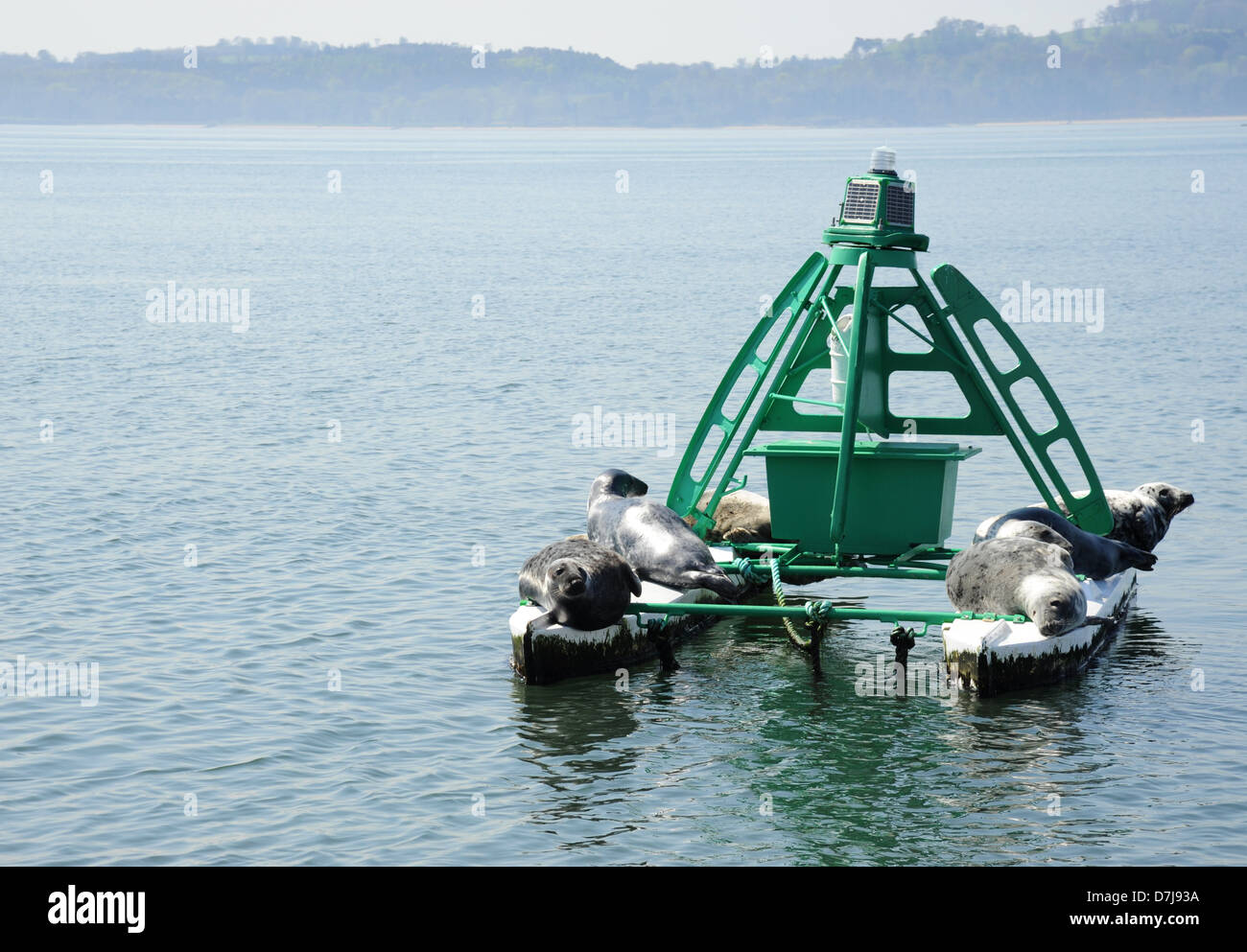 Eine Navigation Bouy auf den Firth of Forth, behängt mit Dichtungen. Stockfoto