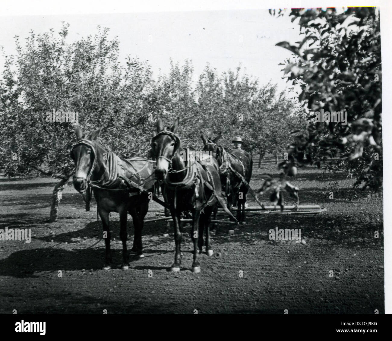 Das Bild zeigt ein Team aus vier Maultieren, das in Hillcrest Orchard eine Egge arbeitet und landwirtschaftliche Praktiken in Oregon zeigt. Die Szene zeigt die rustikalen, historischen Methoden der Landwirtschaft mit Tieren für die Feldarbeit. Stockfoto