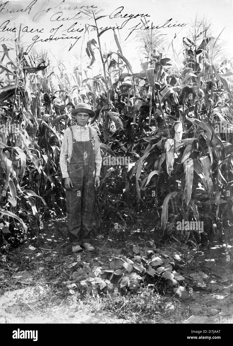 Diese historische Fotografie aus dem Jahr 1914 zeigt Frank Johnson in seinem Maisfeld und erfasst das Wesen des ländlichen Lebens und der landwirtschaftlichen Praktiken des frühen 20. Jahrhunderts in Amerika. Stockfoto