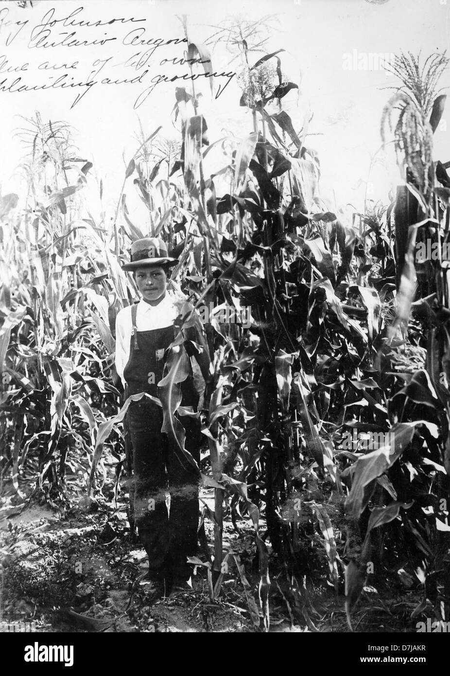 Ein Schwarzweiß-Foto aus dem Jahr 1914 zeigt Roy Johnson, der in seinem Maisfeld steht und das ländliche Leben Amerikas des frühen 20. Jahrhunderts symbolisiert. Dieses historische Bild fängt das landwirtschaftliche Erbe und die landwirtschaftlichen Praktiken der damaligen Zeit ein. Stockfoto