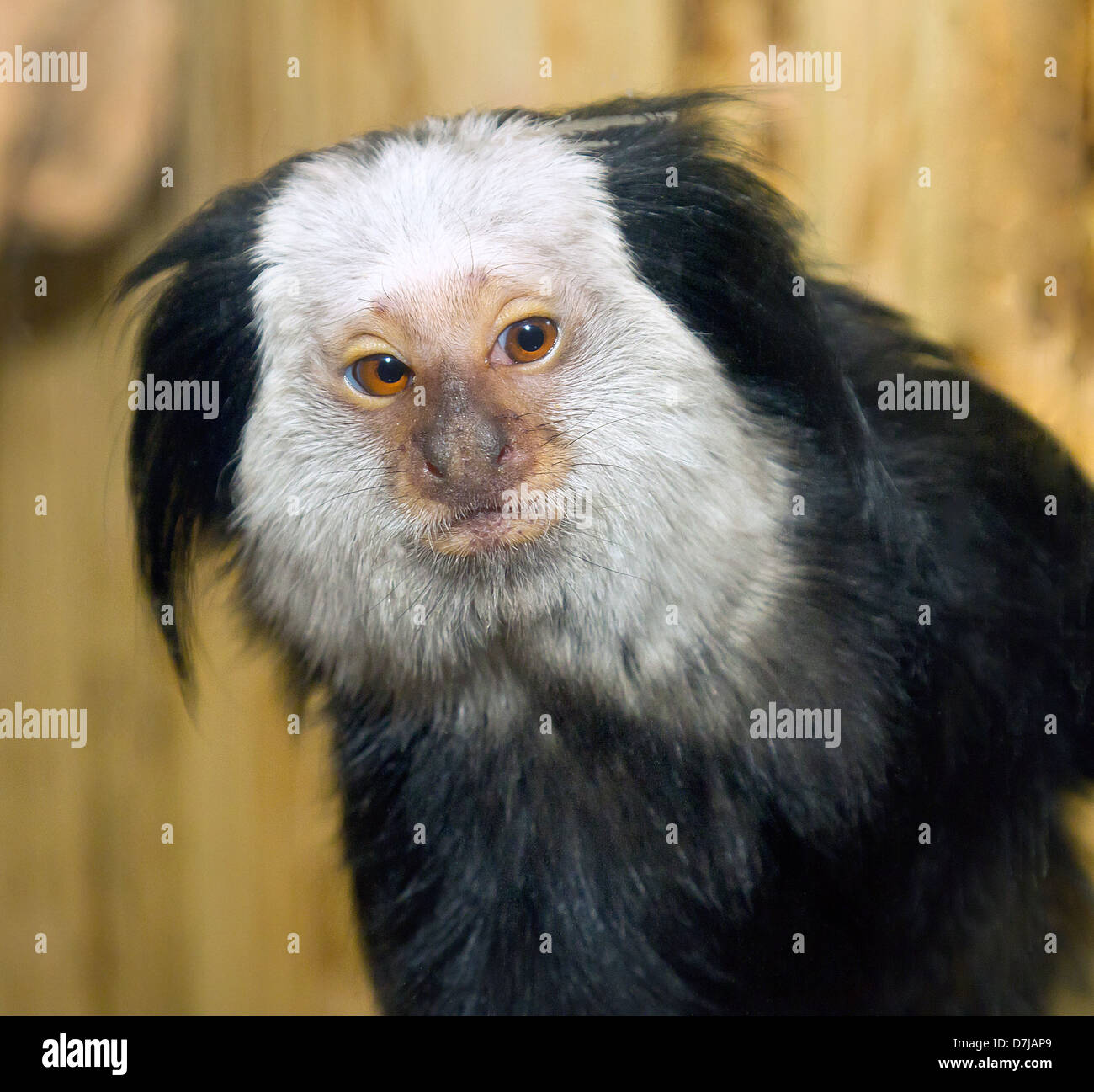 Bild von einem kleinen Säugetieren Marmoset Geoffroy Stockfoto