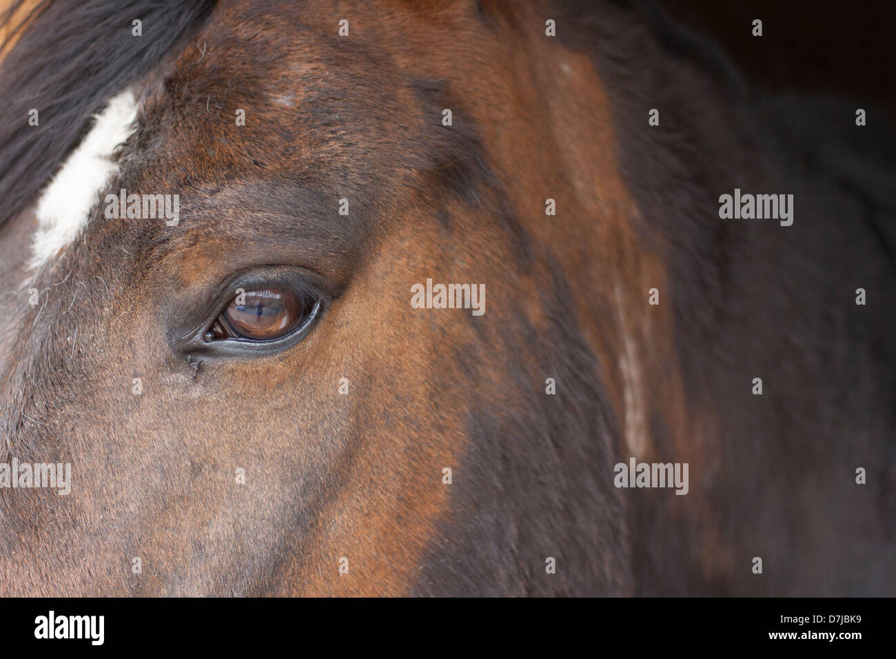 eine braune Pferd namens Don nach links Stockfoto
