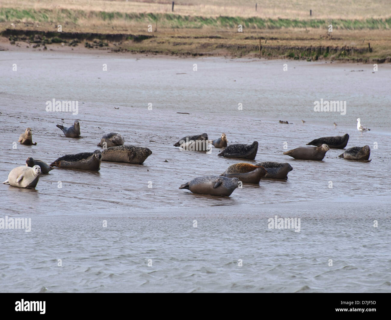 Seehunde auf Sandbank Stockfoto