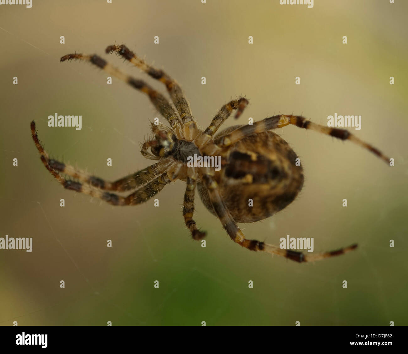 Bild einer Spinne schließen Stockfoto