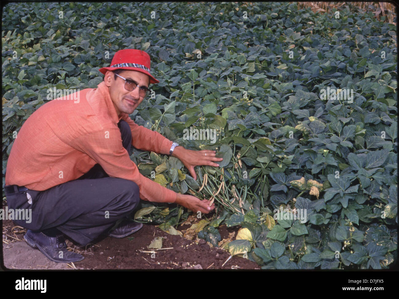 Dieses Bild zeigt O'Neil mit einer Fabaceae-Pflanze, wahrscheinlich einer Bohnenpflanze, um 1965. Die Pflanze gehört zur Familie der Hülsenfrüchte, die eine wichtige Rolle in der Landwirtschaft und der Nahrungsmittelproduktion spielt. Stockfoto