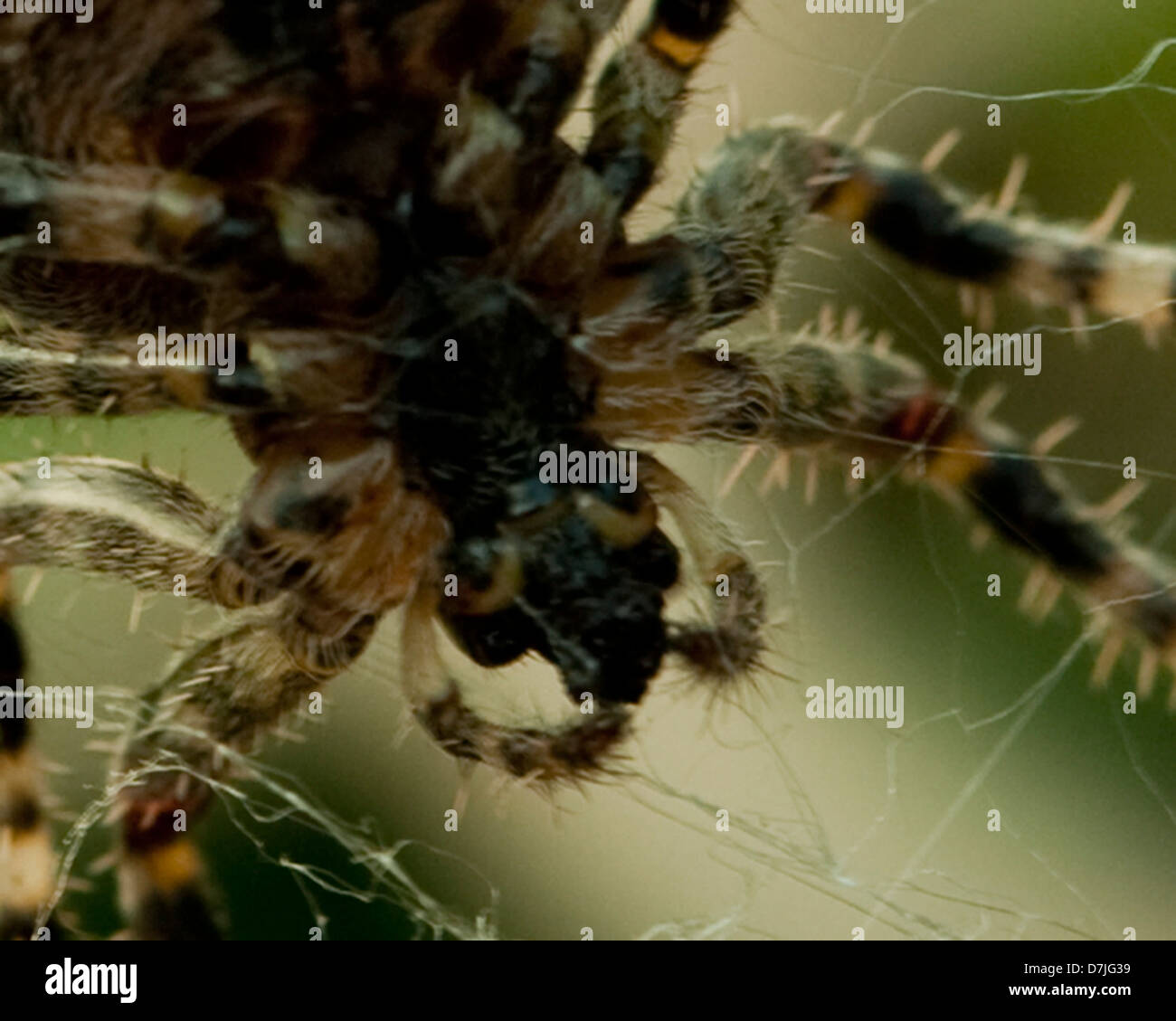 Spinne im Netz Stockfoto