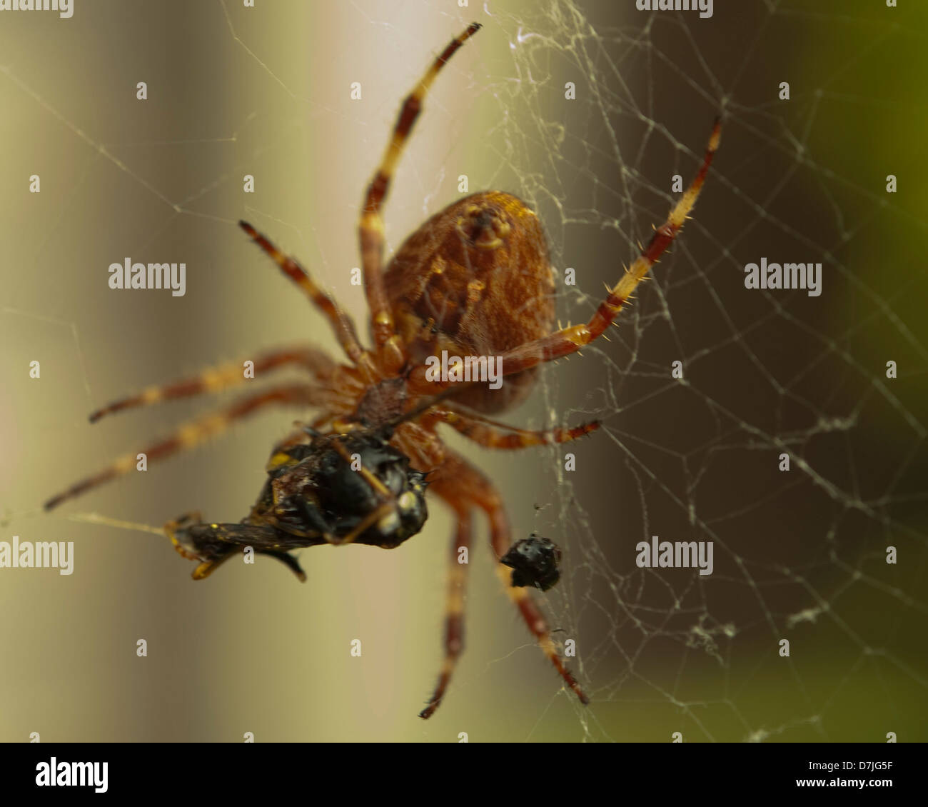 Spinne im Netz Stockfoto