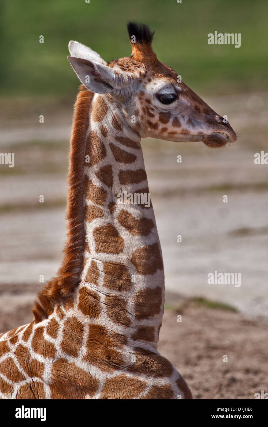 Giraffe (Giraffa Camelopardarlis) Kalb Stockfoto