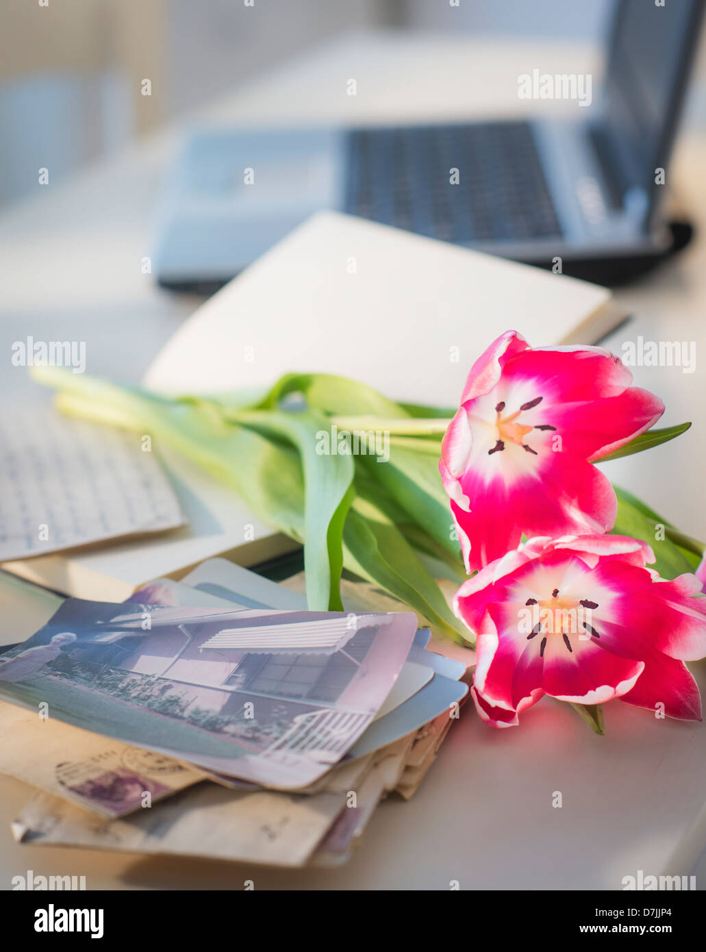 Blick auf Blumen, Fotografie und laptop Stockfoto