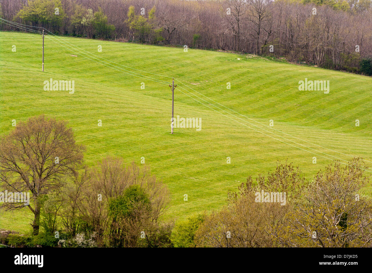 Üppigen grünen Wiese von Grass Weideland East Sussex UK Stockfoto