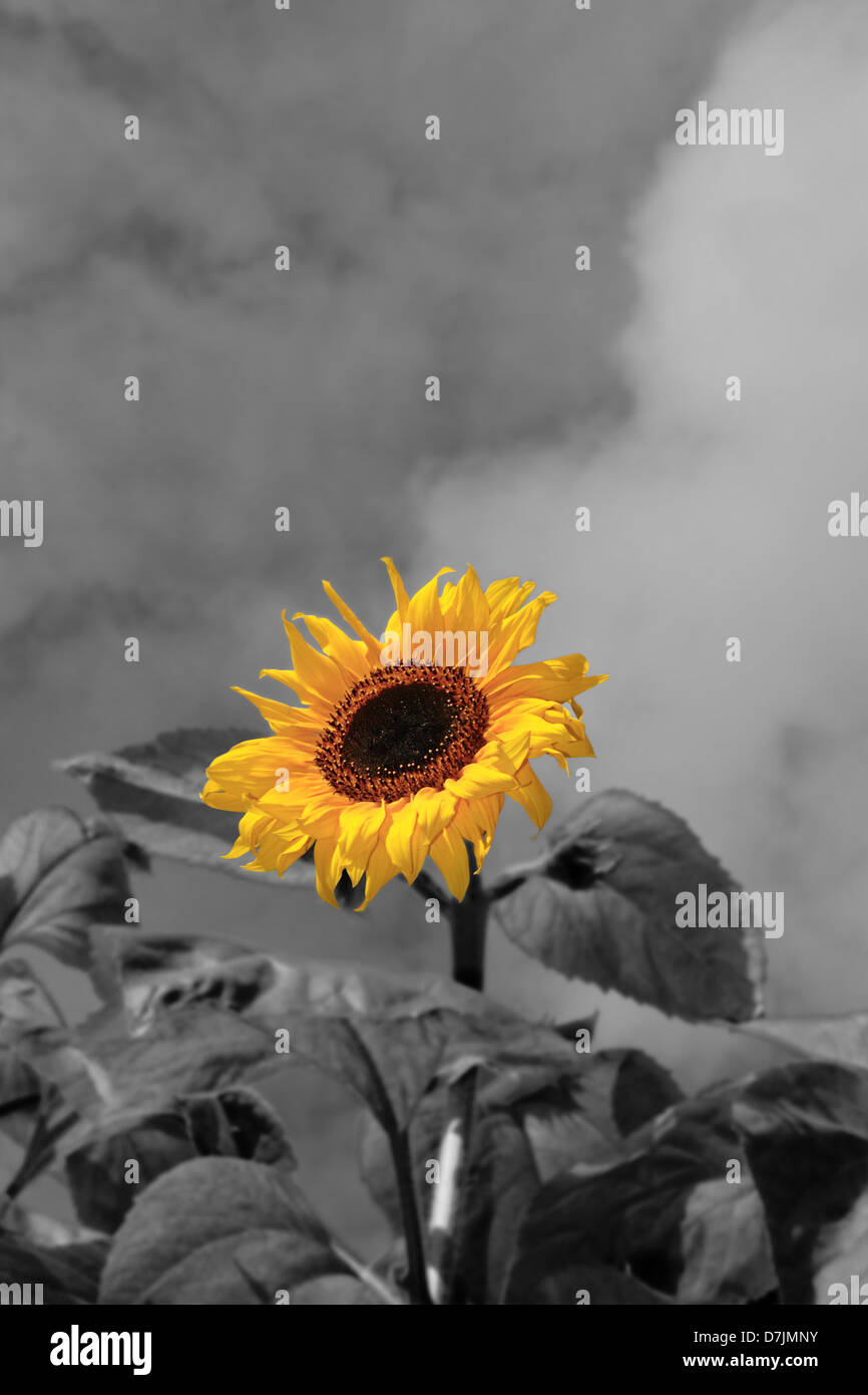 eine große Sonnenblume gegen einen schönen bewölkten Himmel in schwarz und weiß mit Kopf Blume in gelb Stockfoto