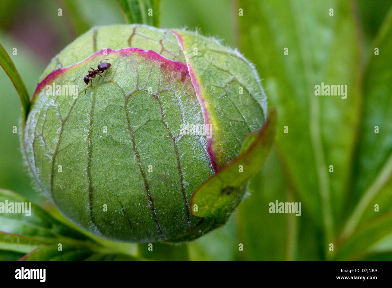 Ameise, die zu Fuß über eine ungeöffnete Pfingstrose Blütenknospe Stockfoto