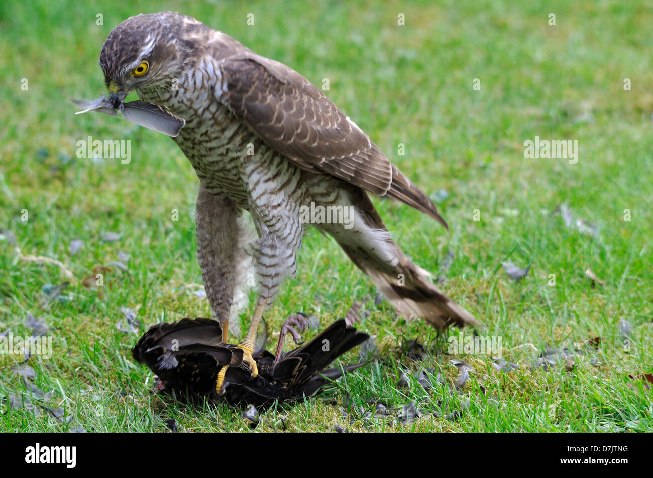 Weibliche Sperber mit einem erbeuteten starling Stockfoto