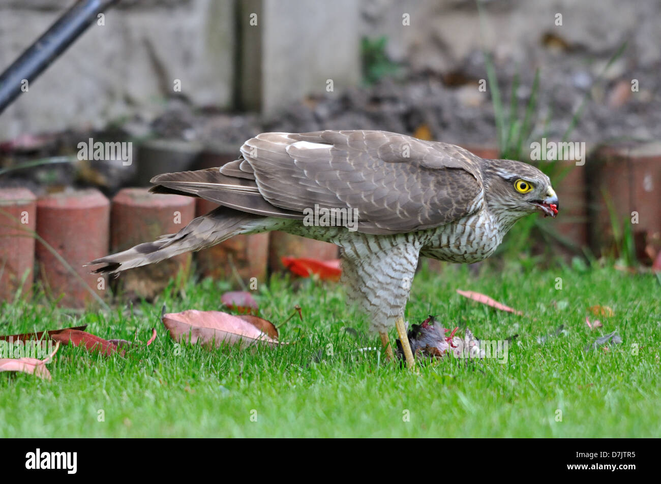 Weibliche Sperber mit einem erbeuteten starling Stockfoto