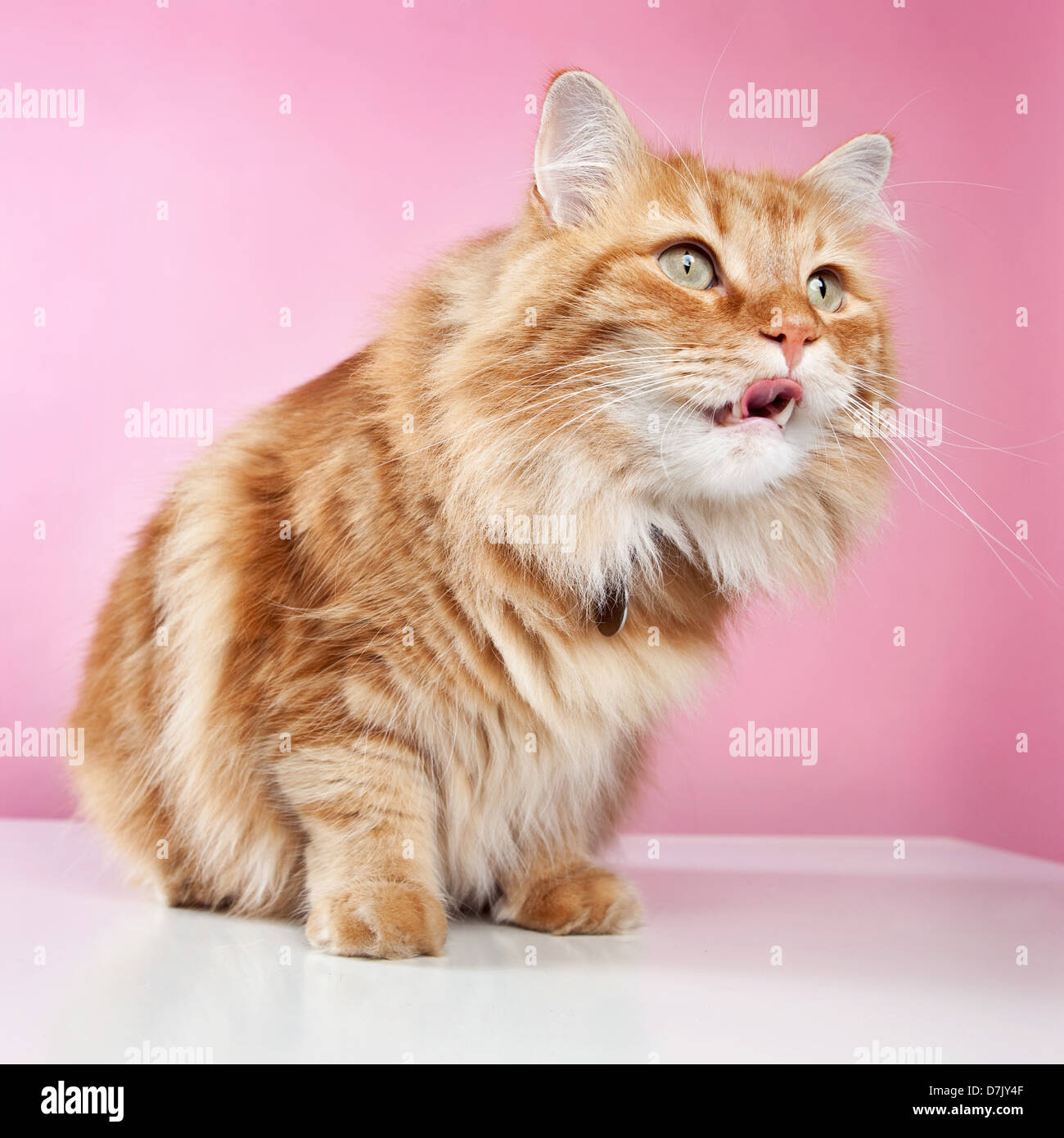 Low-POV flauschige orange Manx Katze mit Zunge in Erwartung vor rosa Hintergrund Stockfoto