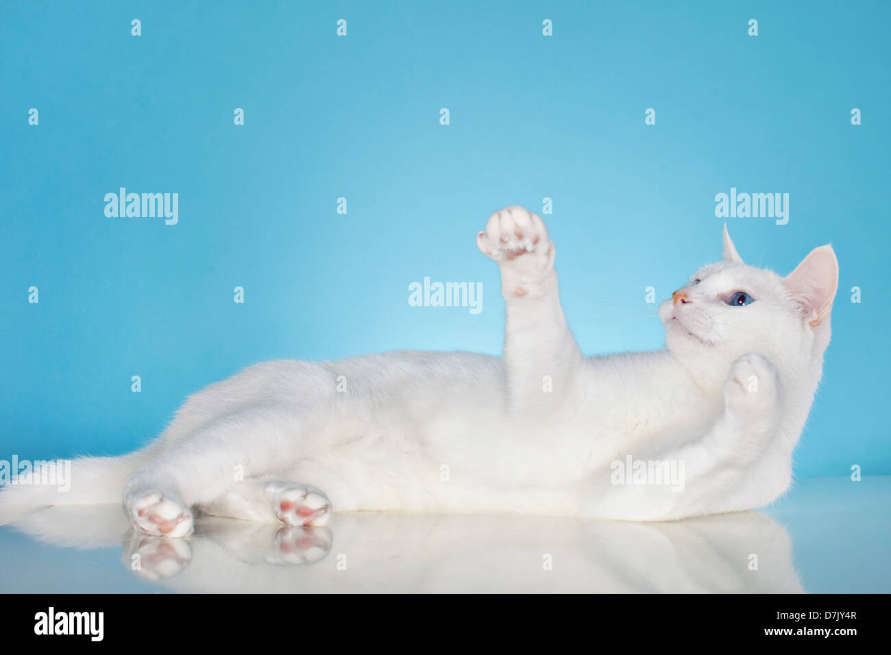 Reine weiße Katze mit blauen Augen in Spiellaune vor blauem Hintergrund Stockfoto