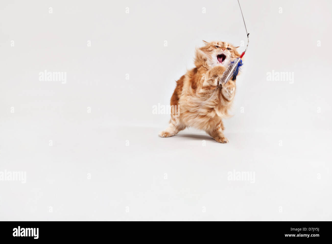 Animierte Katze spielt mit Spielzeug vor weißem Hintergrund Stockfoto