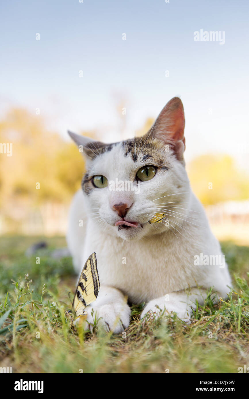 Porträt von weiße Katze in der Natur mit Schmetterling auf dem Gelände des Katzenhaus auf die Könige in Parlier CA Stockfoto