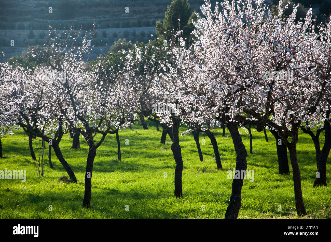 Mandelblüte im Frühling Nachmittag leichte Stockfoto