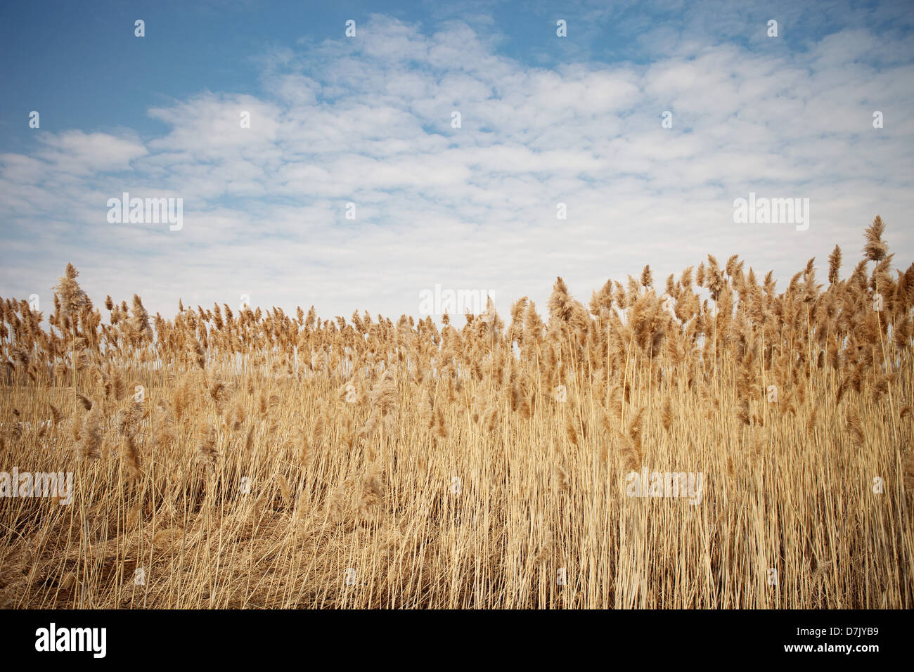 Weizenfeld gegen blauen Himmel und Wolken Stockfoto