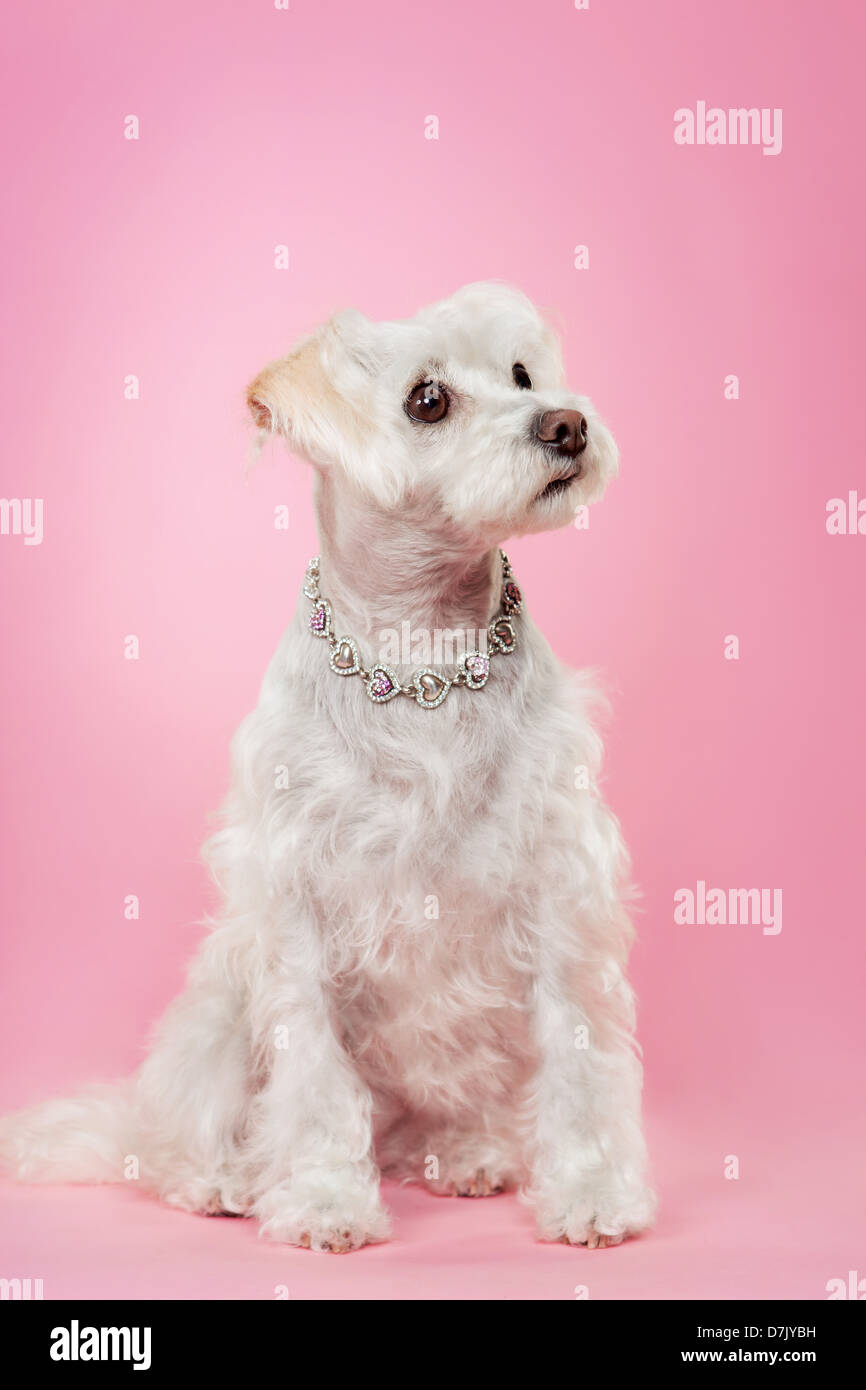 Malteser Hund mit Silberkette gegen rosa Studio-Hintergrund suchen. Stockfoto