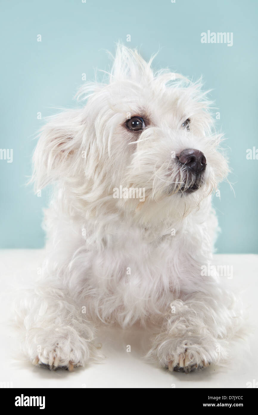 Porträt von weißen flauschigen Hund sitzen und den Blick in die Kamera im Studio Einstellung vor blauem Hintergrund Stockfoto