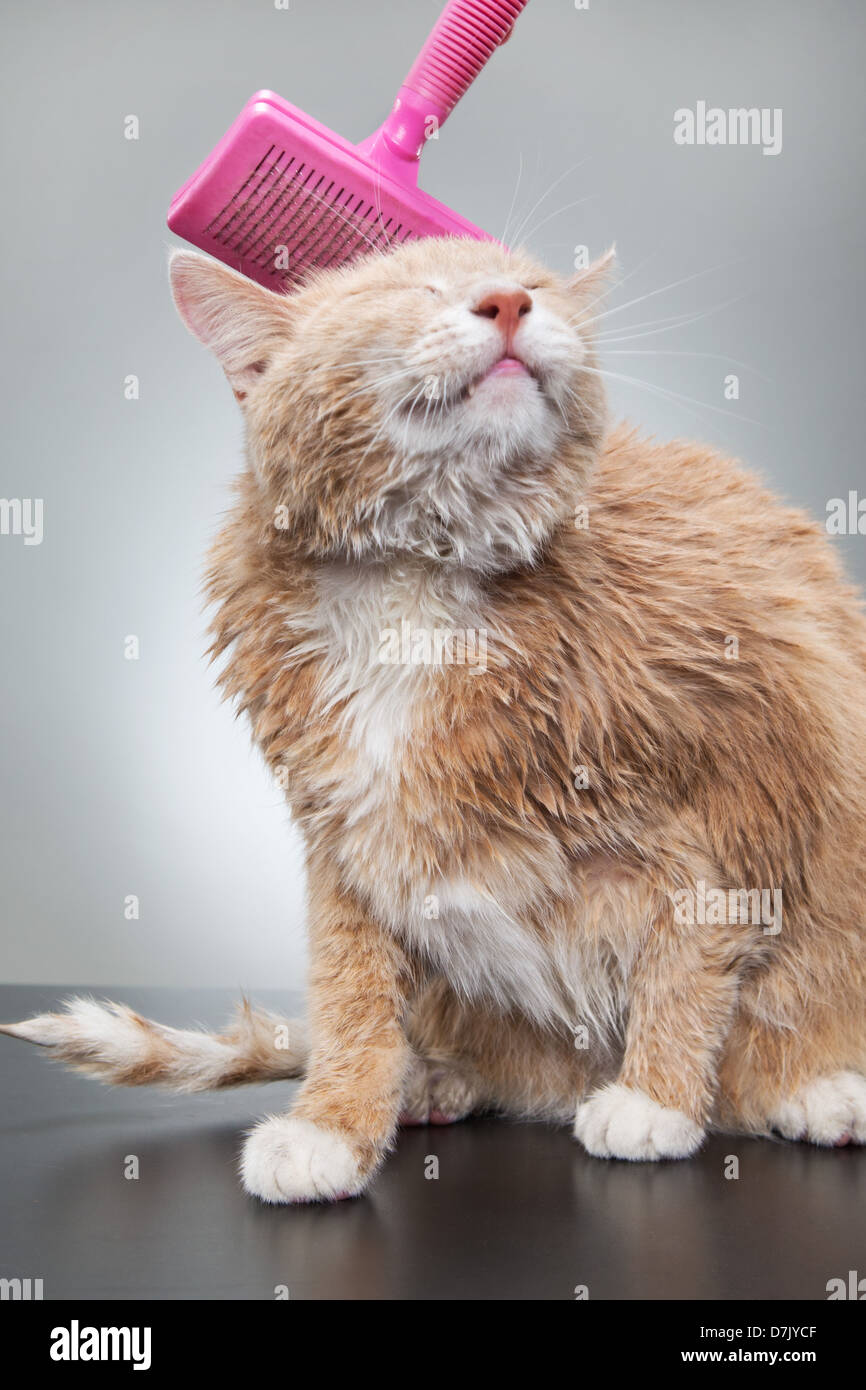Eine süße Katze als nachgebend Studio einrichten und genießen ein Bürsten nach seinem Bad waschen. Stockfoto