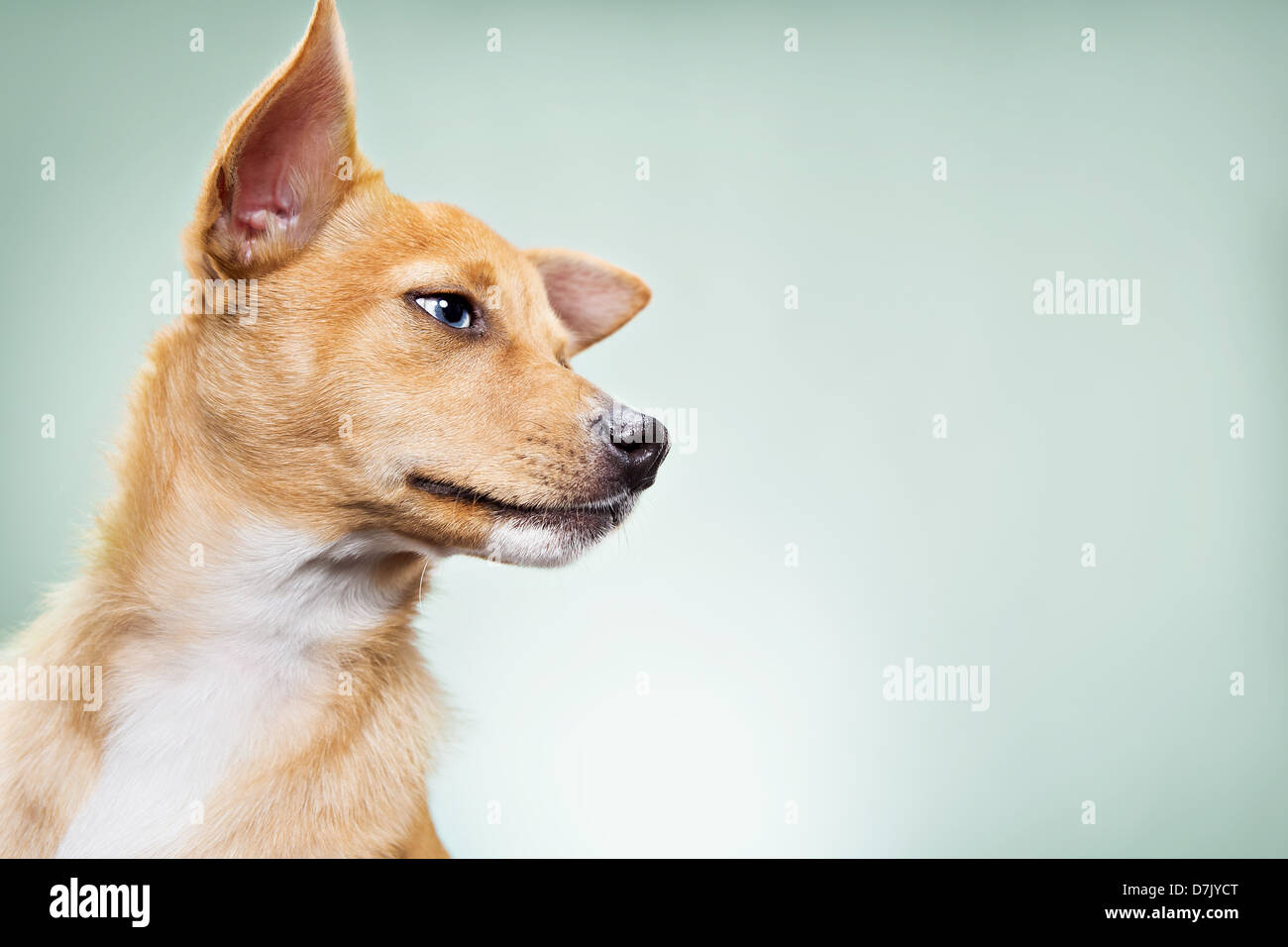 Ein Porträt der Basenji Mix Rasse Chihuahua im Studio vor grünem Hintergrund Stockfoto